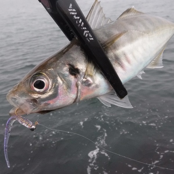 月下美人　シラスビーム　２．０インチ